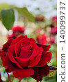 A red rose 140099737