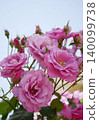 Purple roses stand out against the blue sky 140099738