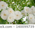 White Rose  140099739
