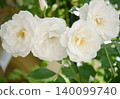 White Rose  140099740