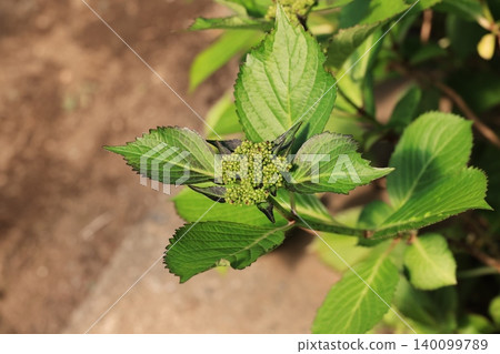 Hydrangea tree with flower buds Hydrangea tree with flower buds 140099789