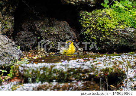 A male Narcissus Flycatcher and a female Blue-and-white Flycatcher bathing at a watering hole in Odō, Fujiyoshida City, Yamanashi Prefecture - 2025. The watering hole is located within a villa area near Lake Yamanaka. 140099802