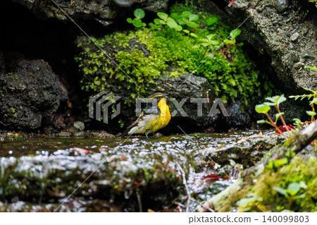 A male Narcissus Flycatcher and a female Blue-and-white Flycatcher bathing at a watering hole in Odō, Fujiyoshida City, Yamanashi Prefecture - 2025. The watering hole is located within a villa area near Lake Yamanaka. A male Narcissus Flycatcher and a female Blue-and-white Flycatcher bathing at a watering hole in Odō, Fujiyoshida City, Yamanashi Prefecture - 2025. The watering hole is located within a villa area near Lake Yamanaka. 140099803