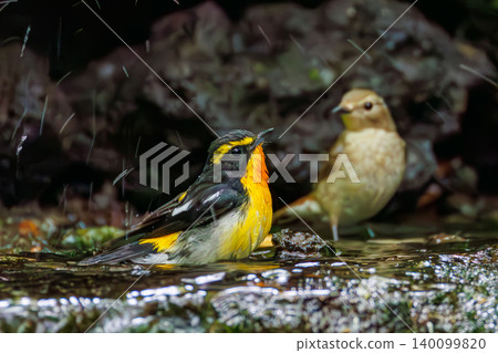 A male Narcissus Flycatcher and a female Blue-and-white Flycatcher bathing at a watering hole in Odō, Fujiyoshida City, Yamanashi Prefecture - 2025. The watering hole is located within a villa area near Lake Yamanaka. A male Narcissus Flycatcher and a female Blue-and-white Flycatcher bathing at a watering hole in Odō, Fujiyoshida City, Yamanashi Prefecture - 2025. The watering hole is located within a villa area near Lake Yamanaka. 140099820