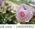 Light rose rose 140099902