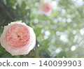 Pink rose 140099903
