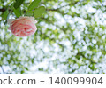 Beautiful pink roses 140099904