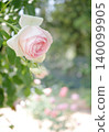 Light rose rose 140099905
