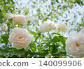 Light rose pink 140099906