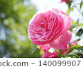 Beautiful pink roses 140099907