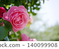 Rose of pink 140099908