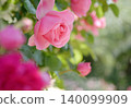 Pink rose 140099909