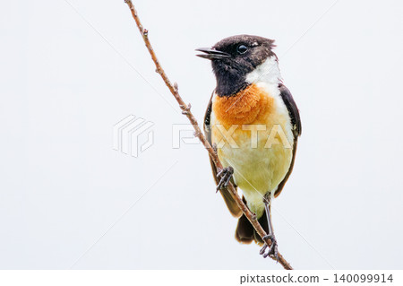 A cute male Siberian Stonechat. North Fuji Training Area, Fujiyoshida City, Yamanashi Prefecture - 2025. Located at the foot of Mt. Fuji, this is the training area of the Japan Ground Self-Defense Force. A cute male Siberian Stonechat. North Fuji Training Area, Fujiyoshida City, Yamanashi Prefecture - 2025. Located at the foot of Mt. Fuji, this is the training area of the Japan Ground Self-Defense Force. 140099914
