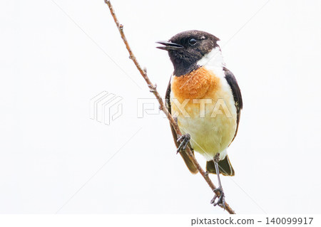 A cute male Siberian Stonechat. North Fuji Training Area, Fujiyoshida City, Yamanashi Prefecture - 2025. Located at the foot of Mt. Fuji, this is the training area of the Japan Ground Self-Defense Force. A cute male Siberian Stonechat. North Fuji Training Area, Fujiyoshida City, Yamanashi Prefecture - 2025. Located at the foot of Mt. Fuji, this is the training area of the Japan Ground Self-Defense Force. 140099917