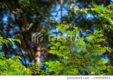 Cypress leaves (New leaves season) Cypress leaves (New leaves season) 140099951