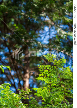 Cypress leaves (New leaves season) Cypress leaves (New leaves season) 140099953