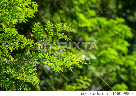 Cypress leaves (New leaves season) Cypress leaves (New leaves season) 140099966