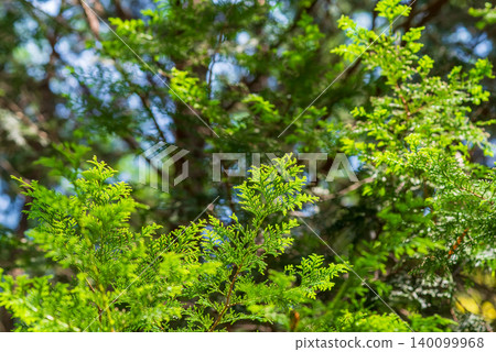 Cypress leaves (New leaves season) Cypress leaves (New leaves season) 140099968