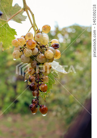 Fresh bunch of white grapes. Wet grape in vineyard after the rain. Grape harvesting concept. Vineyard landscape. Water drops on grape fruits. Bunch of grapes on vine. Autumn harvest.  140100218