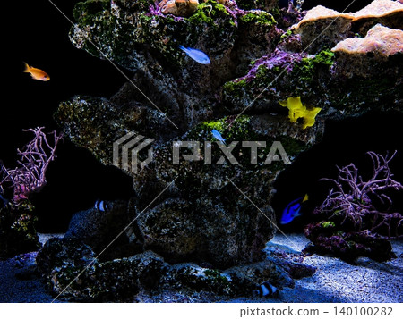 珊瑚和魚類的照片 珊瑚和魚類的照片 140100282