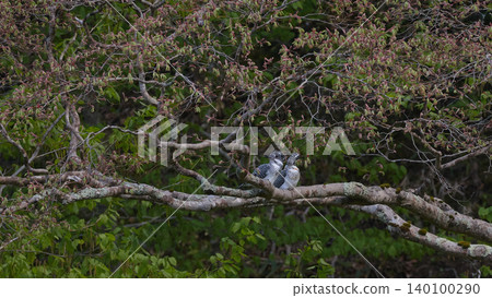 Crested Kingfisher, Spring, Pair, Two Birds 140100290