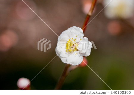 Blooming plum Blooming plum 140100300