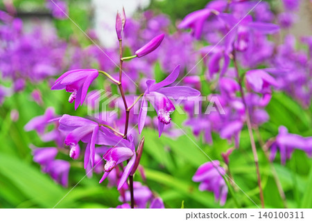 Pink flowers of the Bletilla striata (spring, April) Pink flowers of the Bletilla striata (spring, April) 140100311