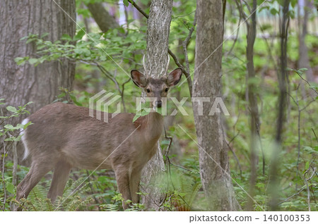 Ezo deer, forest, spring, eating leaves Ezo deer, forest, spring, eating leaves 140100353