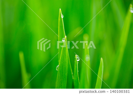 Barley young leaves and morning dew Barley young leaves and morning dew 140100381
