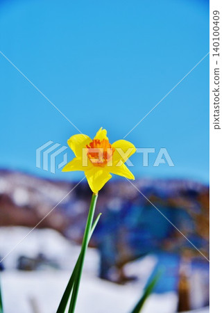 Daffodils against a blue sky Daffodils against a blue sky 140100409