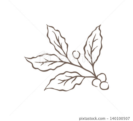 A Detailed Sketch Of A Coffee Plant Branch With Berries Vector Illustration A Detailed Sketch Of A Coffee Plant Branch With Berries Vector Illustration 140100507