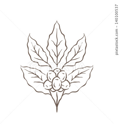 A Beautiful Botanical Coffee Plant Branch With Leaves And Berries Vector Illustration A Beautiful Botanical Coffee Plant Branch With Leaves And Berries Vector Illustration 140100537