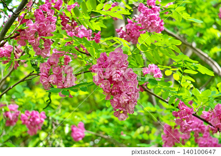 A black locust tree with pink flowers and oval leaves (spring, April) A black locust tree with pink flowers and oval leaves (spring, April) 140100647