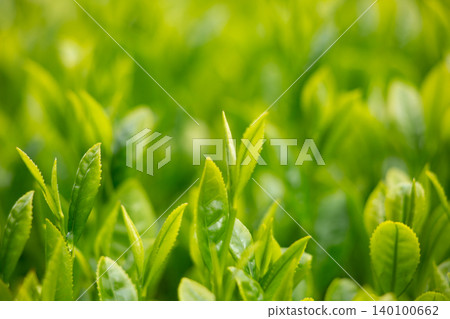 發芽茶領域 發芽茶領域 140100662