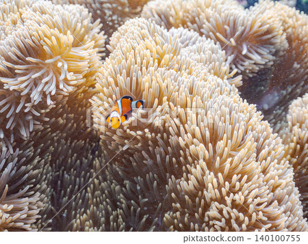 A family of clownfish. A colony of anemones. Beautiful coral reefs and schools of tropical fish. Akajima Maehama Beach. 140100755