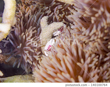 A family of clownfish. A colony of anemones. Beautiful coral reefs and schools of tropical fish. Akajima Maehama Beach. A family of clownfish. A colony of anemones. Beautiful coral reefs and schools of tropical fish. Akajima Maehama Beach. 140100764