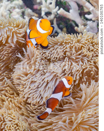 A family of clownfish. A colony of anemones. Beautiful coral reefs and schools of tropical fish. Akajima Maehama Beach. A family of clownfish. A colony of anemones. Beautiful coral reefs and schools of tropical fish. Akajima Maehama Beach. 140100765
