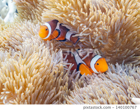 A family of clownfish. A colony of anemones. Beautiful coral reefs and schools of tropical fish. Akajima Maehama Beach. A family of clownfish. A colony of anemones. Beautiful coral reefs and schools of tropical fish. Akajima Maehama Beach. 140100767