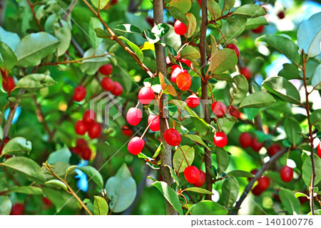 Red nut berries (spring, May) 140100776