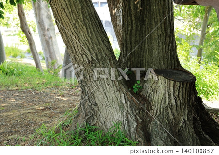 Large tree and stump Large tree and stump 140100837