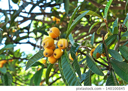 Yellow-colored loquats (spring, May) Yellow-colored loquats (spring, May) 140100845