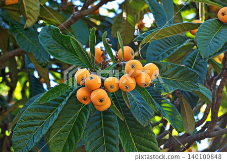 Yellow-colored loquats (spring, May) Yellow-colored loquats (spring, May) 140100848