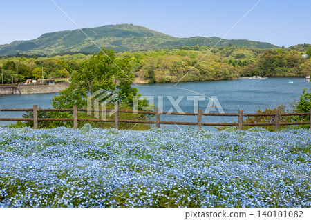 大分農業文化公園的Nemophila 大分農業文化公園的Nemophila 140101082