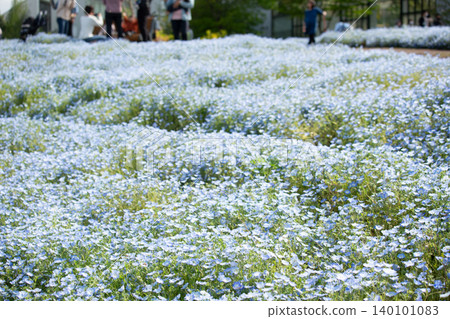 Nemophila in Oita Agricultural Cultural Park Nemophila in Oita Agricultural Cultural Park 140101083