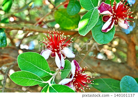 Red and white feijoa flowers (spring, May) Red and white feijoa flowers (spring, May) 140101137