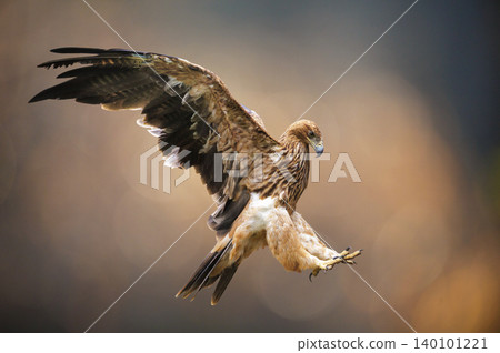 Imperial eagle with spread wings in flight on colorful background. Aquila heliaca Imperial eagle with spread wings in flight on colorful background. Aquila heliaca 140101221