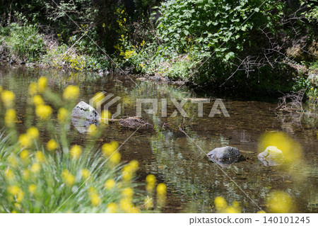 The natural scenery of Japan's clear streams and brooks: a refreshing and healing image of rapeseed flowers and flowing water, evoking the arrival of spring. The natural scenery of Japan's clear streams and brooks: a refreshing and healing image of rapeseed flowers and flowing water, evoking the arrival of spring. 140101245