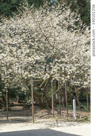 Usuzumi Cherry Tree, Natural Monument, Sacred Tree of Isasumi Shrine, Fukushima Prefecture 140101356