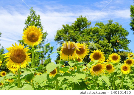 Sunflowers in full bloom across the field 140101430