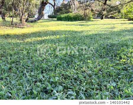 A trimmed green lawn with grass and clover A trimmed green lawn with grass and clover 140101442